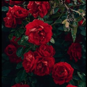 Meet your Posher, Julian